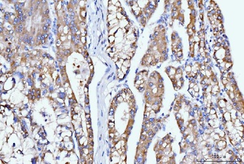 DHODH Antibody (monoclonal, 2G7)