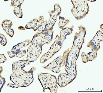 Anti-DHODH Antibody (monoclonal, 2G7)