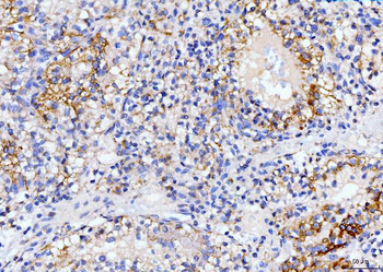 Anti-DHODH Antibody (monoclonal, 2G7)