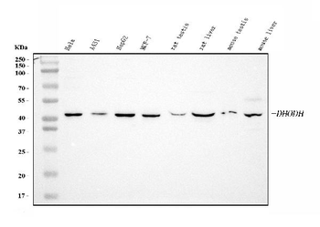 Anti-DHODH Antibody (monoclonal, 2G7)