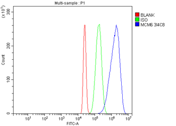 Anti-MCM6 Antibody (monoclonal, 3I4C8)