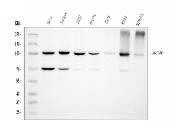 Anti-MCM6 Antibody (monoclonal, 3I4C8)
