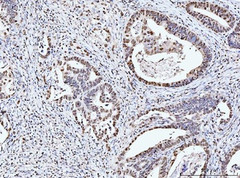 MCM6 Antibody (monoclonal, 3I4C8)