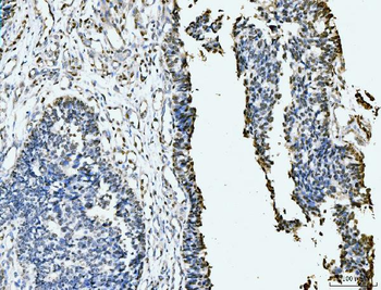 Anti-MCM6 Antibody (monoclonal, 3I4C8)