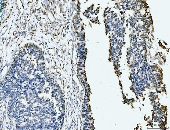 MCM6 Antibody (monoclonal, 3I4C8)