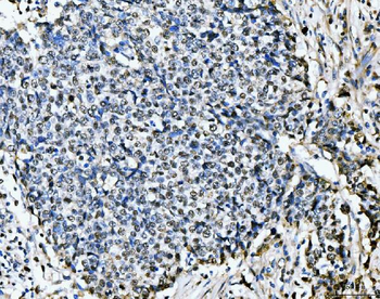 Anti-MCM6 Antibody (monoclonal, 3I4C8)