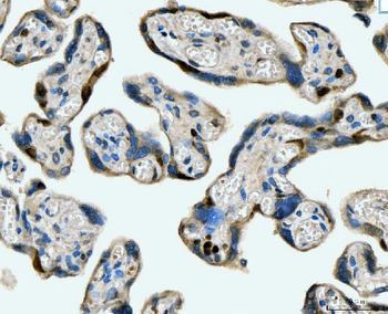 Anti-MCM6 Antibody (monoclonal, 3I4C8)
