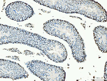 Anti-MCM6 Antibody (monoclonal, 3I4C8)