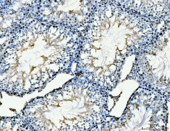 Anti-MCM6 Antibody (monoclonal, 3I4C8)