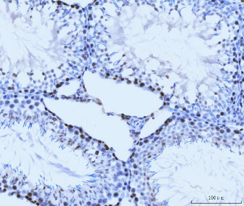 Anti-MCM6 Antibody (monoclonal, 3F13C4)
