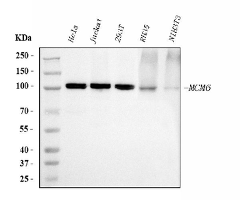 Anti-MCM6 Antibody (monoclonal, 3F13C4)