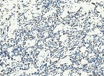 MCM6 Antibody (monoclonal, 3F13C4)