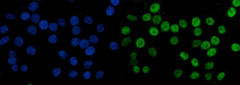 Anti-MCM6 Antibody (monoclonal, 3F13C4)