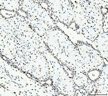Anti-MCM6 Antibody (monoclonal, 3F13C4)