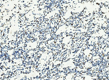 Anti-MCM6 Antibody (monoclonal, 3F13C4)