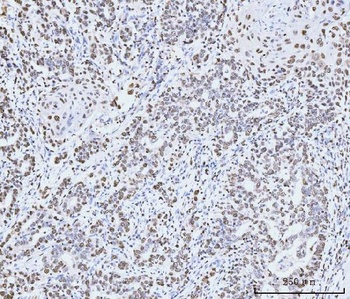 MCM6 Antibody (monoclonal, 3F13C4)