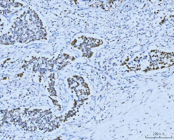 Anti-MCM6 Antibody (monoclonal, 3F13C4)