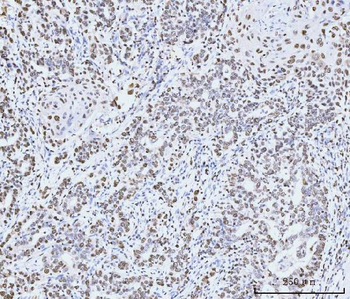 Anti-MCM6 Antibody (monoclonal, 3F13C4)
