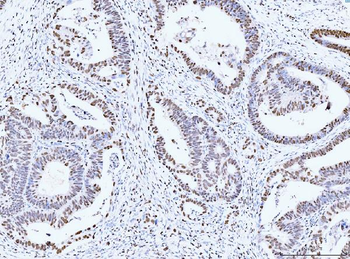 Anti-MCM6 Antibody (monoclonal, 3F13C4)