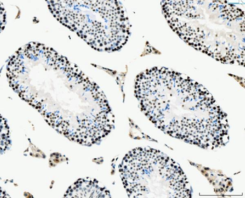 Anti-MCM6 Antibody (monoclonal, 3F13C4)