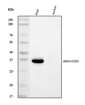 Anti-CD20/MS4A1 Antibody (monoclonal, 4I11)