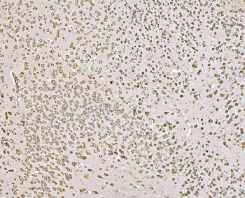 Anti-SND1 Antibody (monoclonal, 5F5E9)