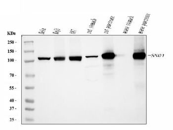 Anti-SND1 Antibody (monoclonal, 5F5E9)