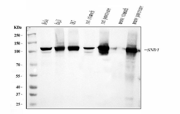 Anti-SND1 Antibody (monoclonal, 6G3B4)