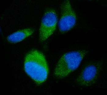 Anti-SND1 Antibody (monoclonal, 6G3B4)