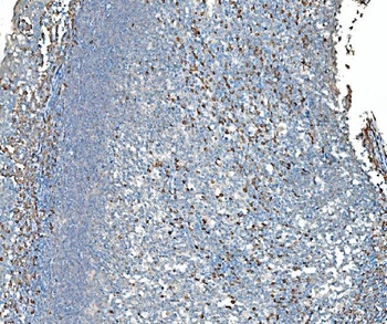 SND1 Antibody (monoclonal, 6G3B4)