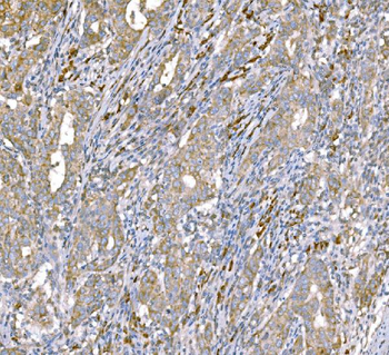 Anti-SND1 Antibody (monoclonal, 6G3B4)