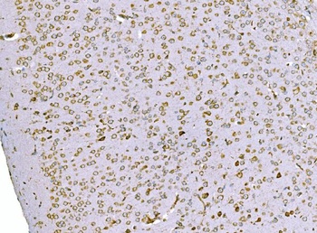 SND1 Antibody (monoclonal, 6G3B4)