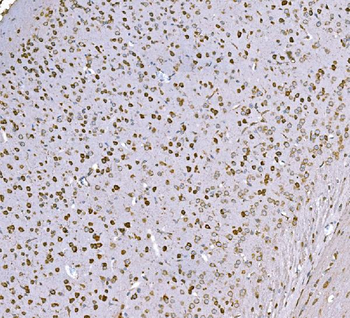 Anti-SND1 Antibody (monoclonal, 6G3B4)