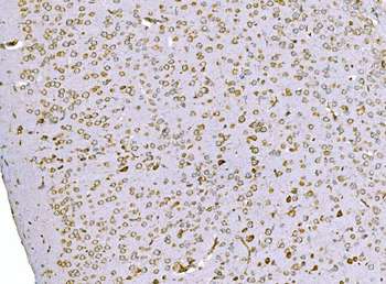 Anti-SND1 Antibody (monoclonal, 6G3B4)