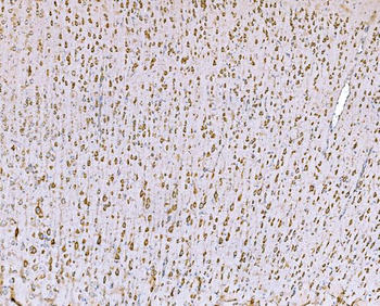Anti-SND1 Antibody (monoclonal, 6G3B4)