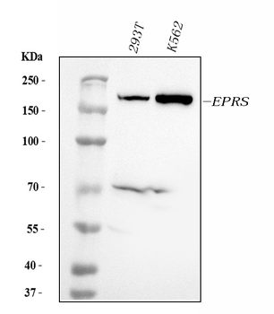 Anti-EPRS1/PARS Antibody (monoclonal, 12B5B3)
