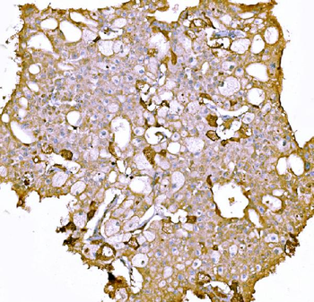 Anti-Prothrombin Antibody (monoclonal, 4G13G9)