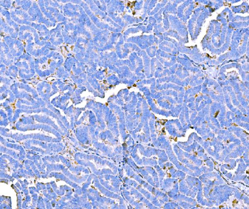 Anti-Prothrombin Antibody (monoclonal, 4G13G9)