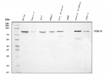 Anti-Semaphorin 3B/SEMA3B Antibody (monoclonal, 9C4F7)