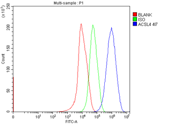 FACL4/ACSL4 Antibody (monoclonal, 4I7)