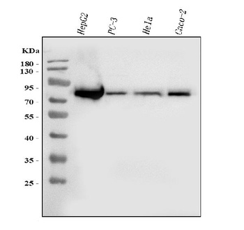 FACL4/ACSL4 Antibody (monoclonal, 4I7)
