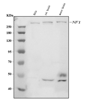 Anti-Neurofibromin/NF1 Antibody (monoclonal, 4C6F10)