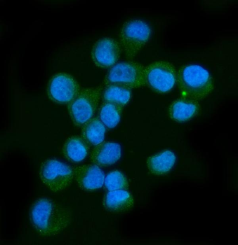 Anti-Neurofibromin/NF1 Antibody (monoclonal, 4F8B7)
