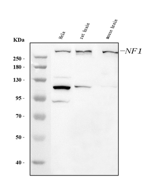 Anti-Neurofibromin/NF1 Antibody (monoclonal, 4F8B7)