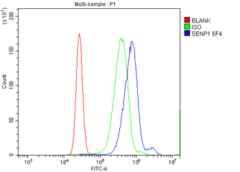 SENP1 Mouse Monoclonal Antibody