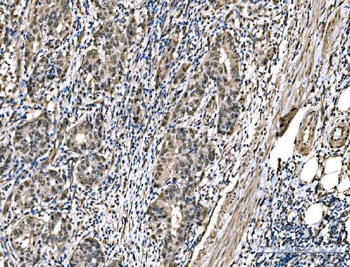 Anti-DYNLL1/PIN Antibody (monoclonal, 6G2H1)