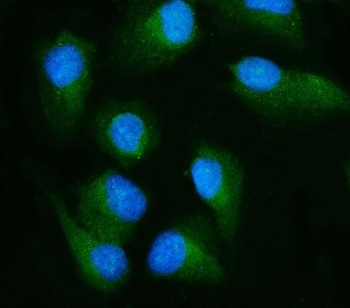 RALBP1 Antibody (monoclonal, 2F9D3)