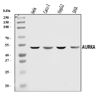 Anti-Aurora A/AURKA Antibody