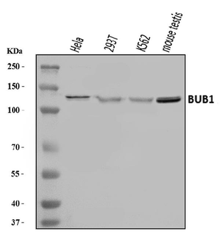 Anti-BUB1 Antibody