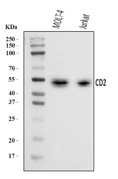 CD2 Rabbit Polyclonal Antibody